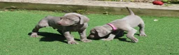 Weimaraner dogs for sale: Stunning pedigree puppies, London, ready 18 Sep - Advert 16