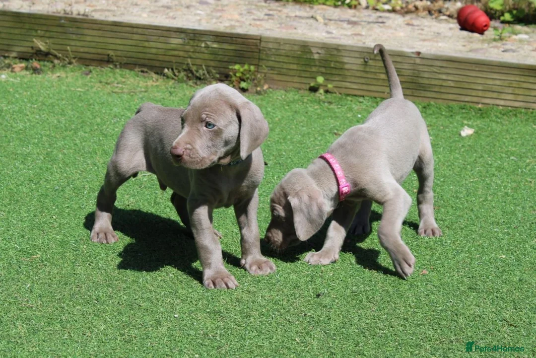 Weimaraner dogs for sale: Stunning pedigree puppies, London, ready 18 Sep - Advert 16
