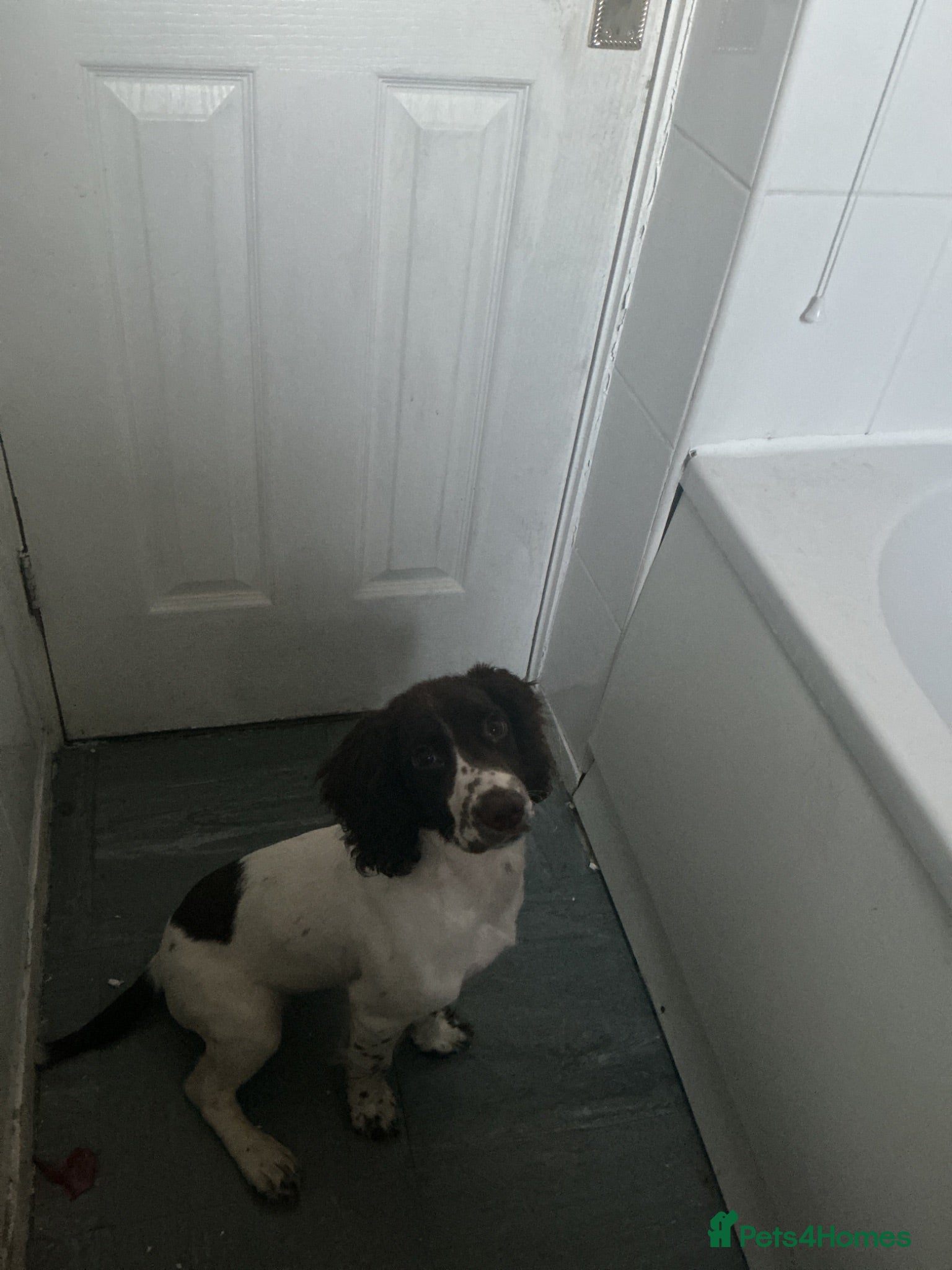 Cocker Spaniel dogs Reggie cocker spaniel - Advert 1
