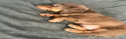 Miniature Dachshund dogs for sale: Stunning long hair Gold brown boy 🩵 in Corby - Advert 4