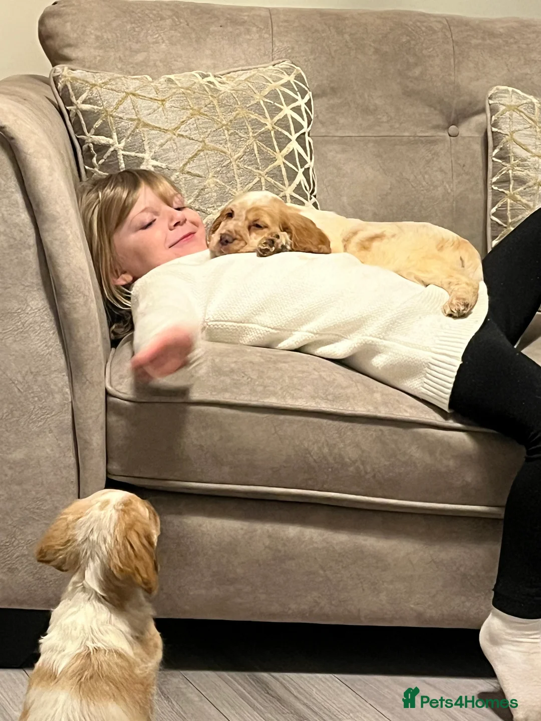 Cocker Spaniel dogs for sale: Cocker spaniel puppies  - Advert 3