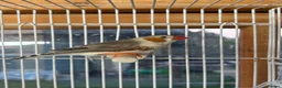 Finches birds for sale: Stunning finches - Zebras, javas, manakins  - Advert 20