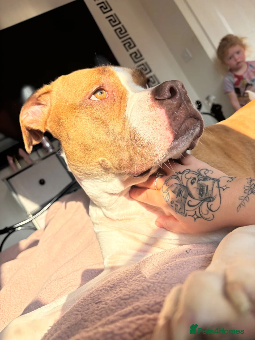 American Bulldog dogs for sale: Female American bulldog - Xena  - Advert 2