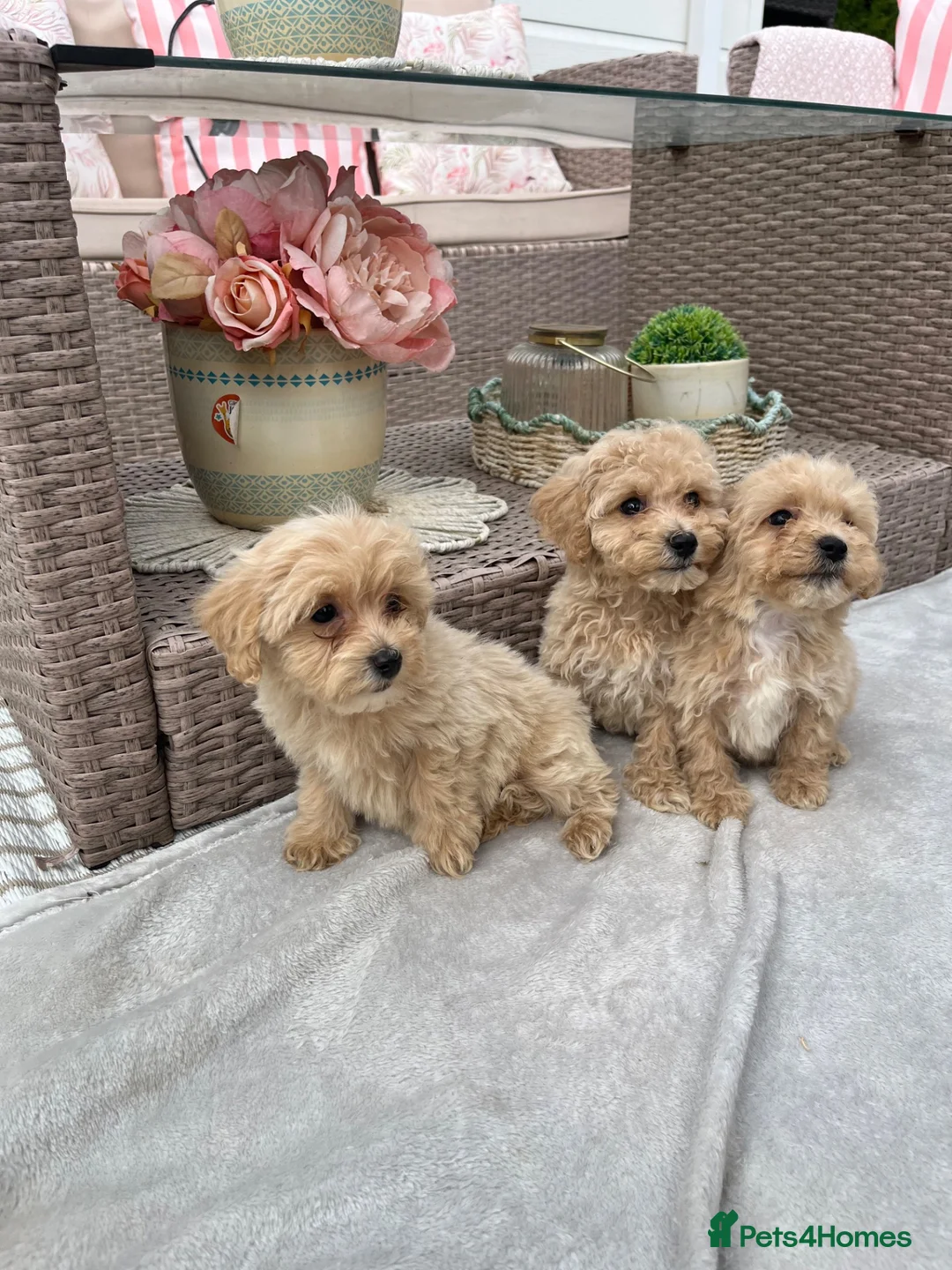 Maltipoo dogs for sale: Stunning apricot F1 Maltipoo puppies - Advert 2