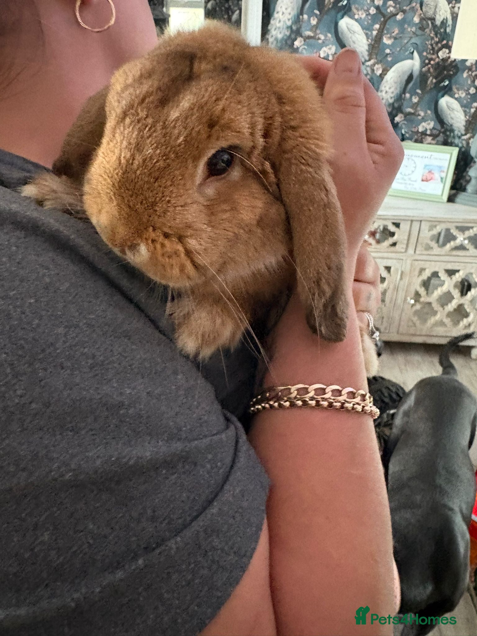 Mini Lop rabbits Mini lop buck - Advert 14