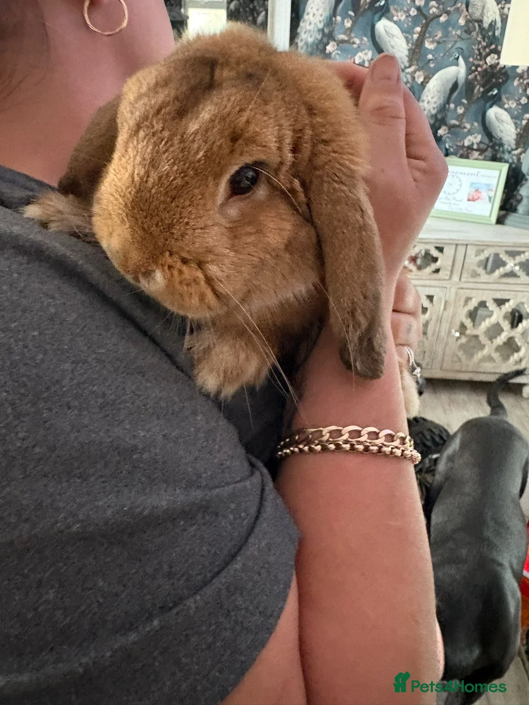 Mini Lop rabbits for sale: Mini lop buck - Advert 3