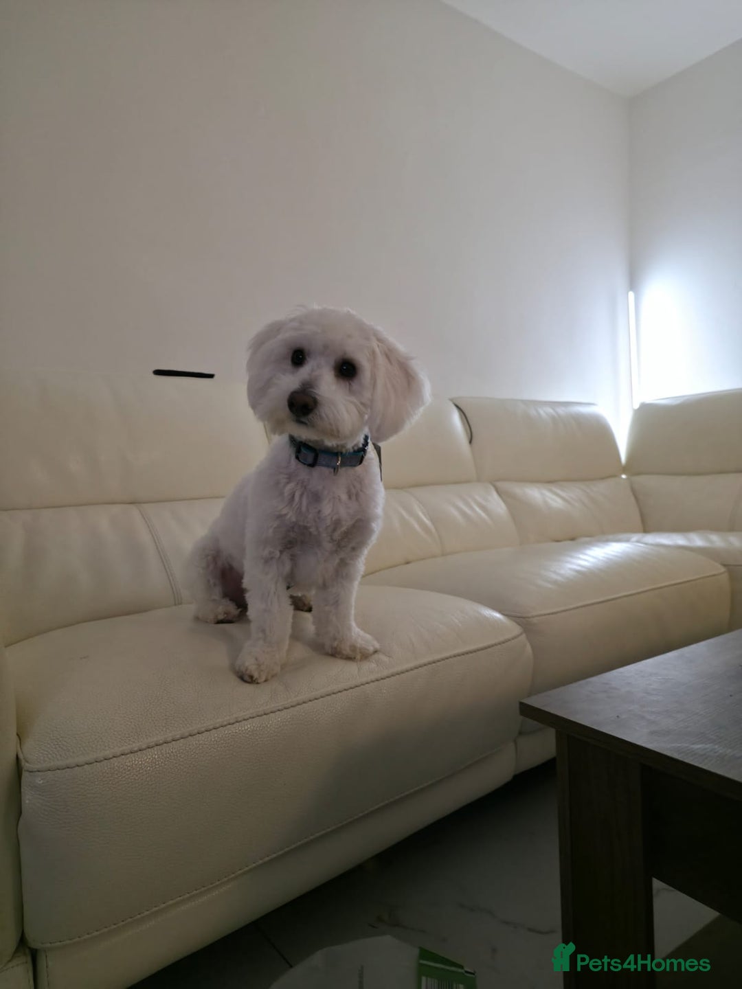 Maltipoo dogs for sale: Maltipoo - Advert 3