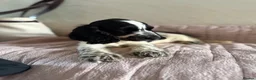 Cocker Spaniel dogs for sale: KC Ticked Show type cocker Spaniel READY NOW  - Advert 4