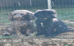 Cockapoo dogs for sale: 2 left! Will you be my forever home? F2 cockapoos  - Image 13