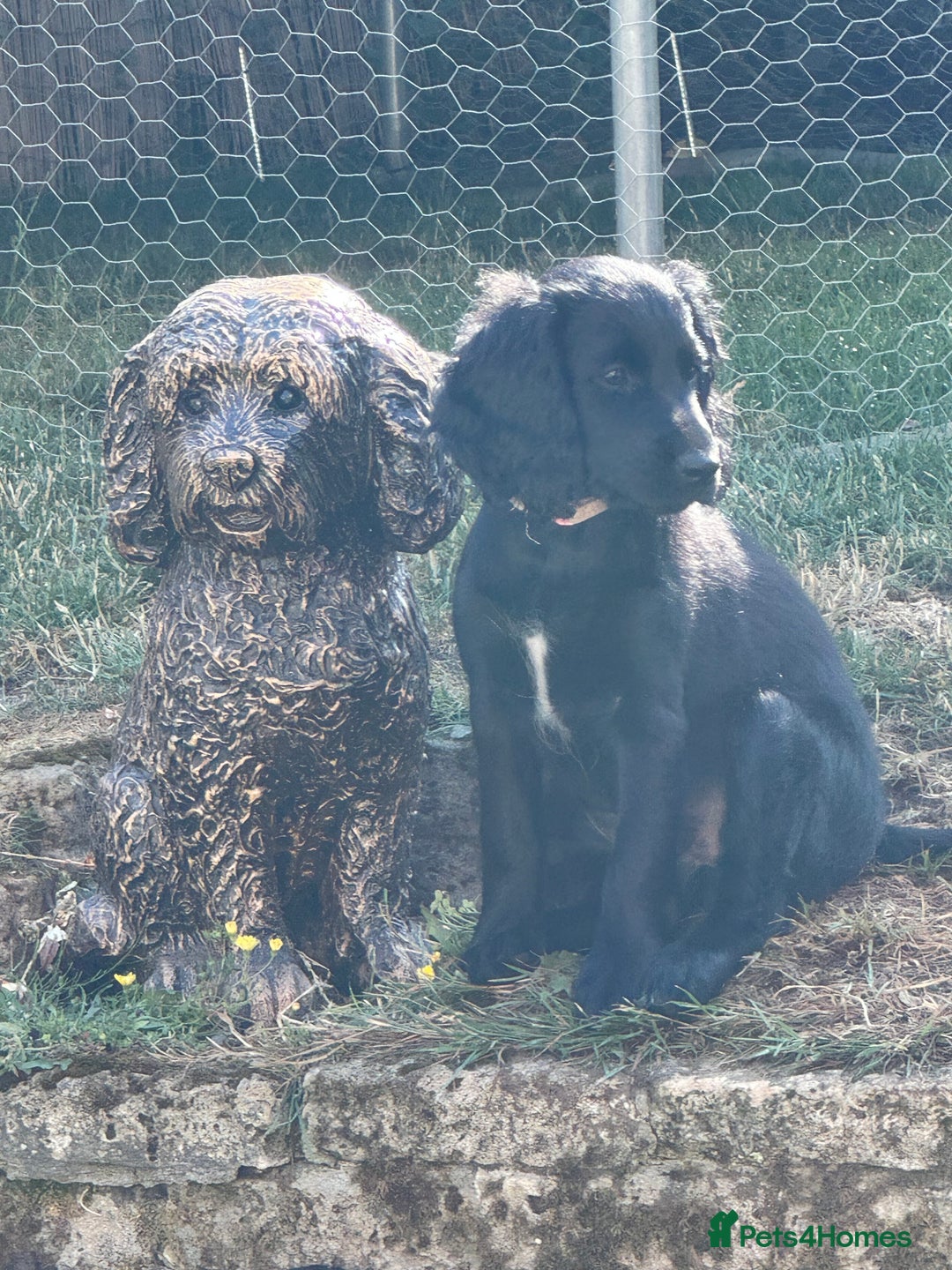 Cockapoo dogs for sale: 2 left! Will you be my forever home? F2 cockapoos  - Image 13