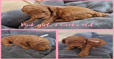 Labradoodle dogs - Advert 6