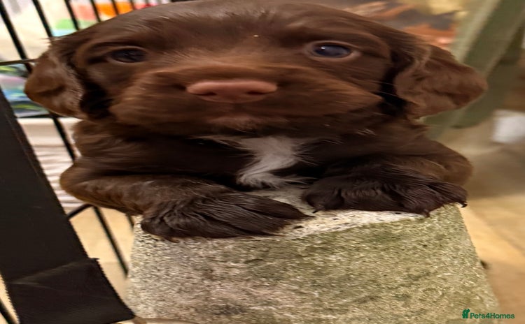 Mixed Breed dogs - Advert 1