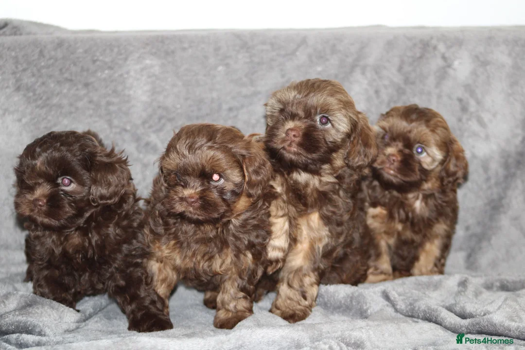 Shihpoo dogs for sale: Shih poo puppy’s  - Advert 6