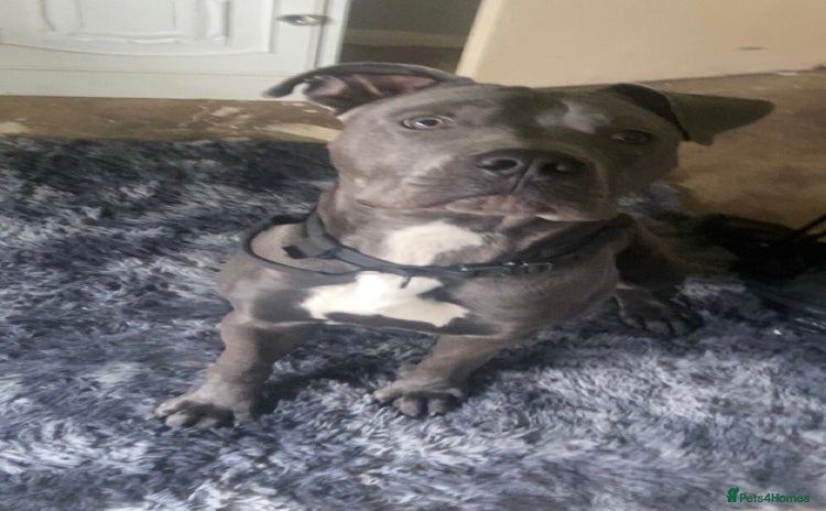 Cane Corso dogs - Advert 8