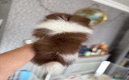 Pomeranian dogs for sale: Chocolate party & chocolate sable party Merle boys - Image 6