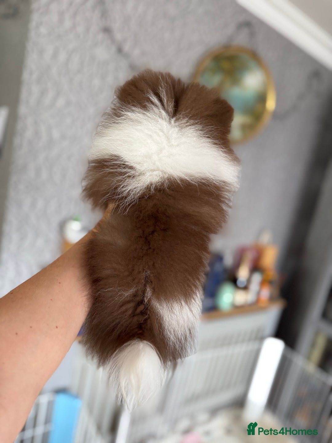 Pomeranian dogs for sale: Chocolate party & chocolate sable party Merle boys - Image 6