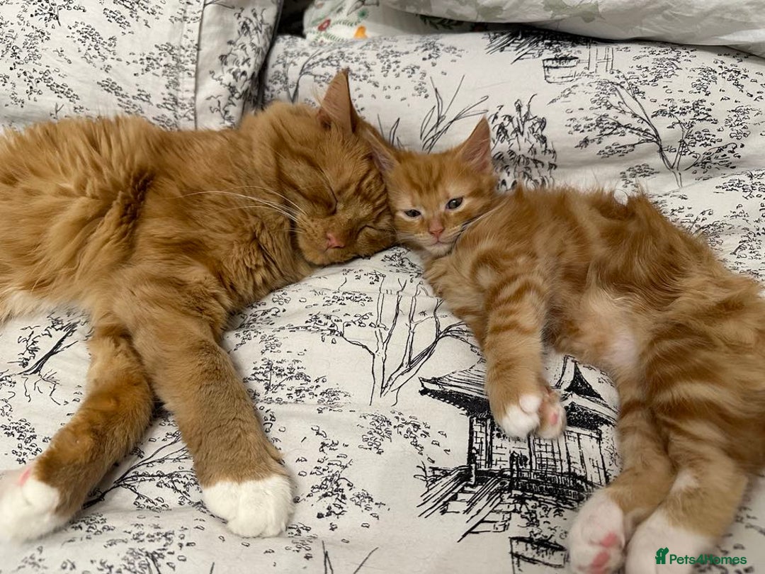 European cats for sale: Kitten for sale - Image 3