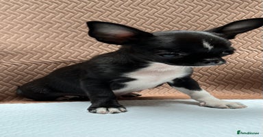 Chihuahua dogs - Advert 12