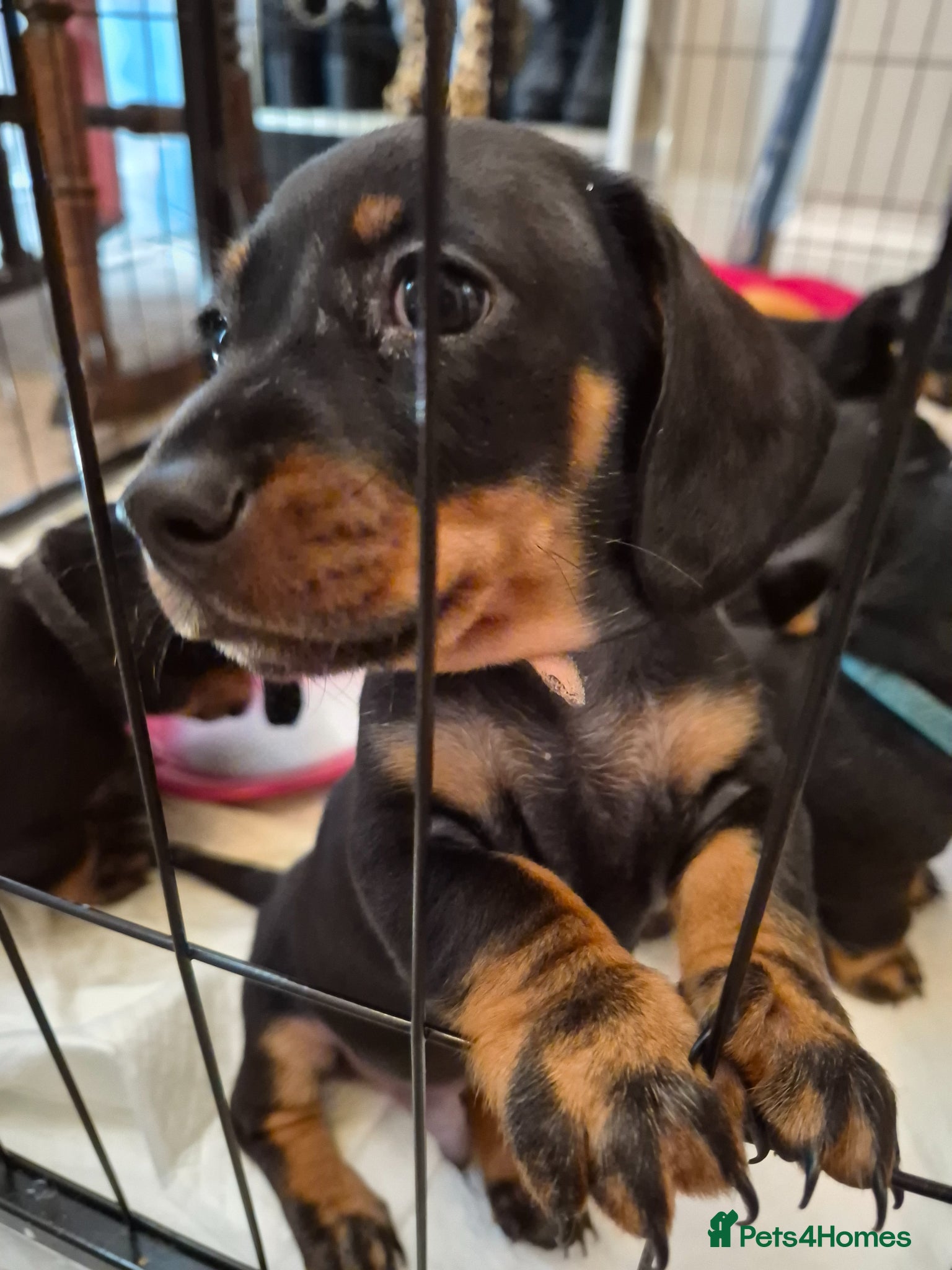 Miniature Dachshund dogs Gorgeous Miniature Dachshund puppies - Advert 1