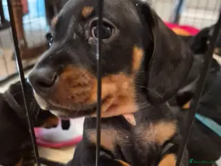 Miniature Dachshund dogs Gorgeous Miniature Dachshund puppies - Advert 1