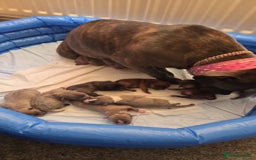 Staffordshire Bull Terrier dogs for sale: beautiful staffy pups for sale - Image 7