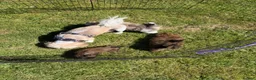 Shih Tzu dogs for sale: Puppy’s Shih Tzu  - Advert 1
