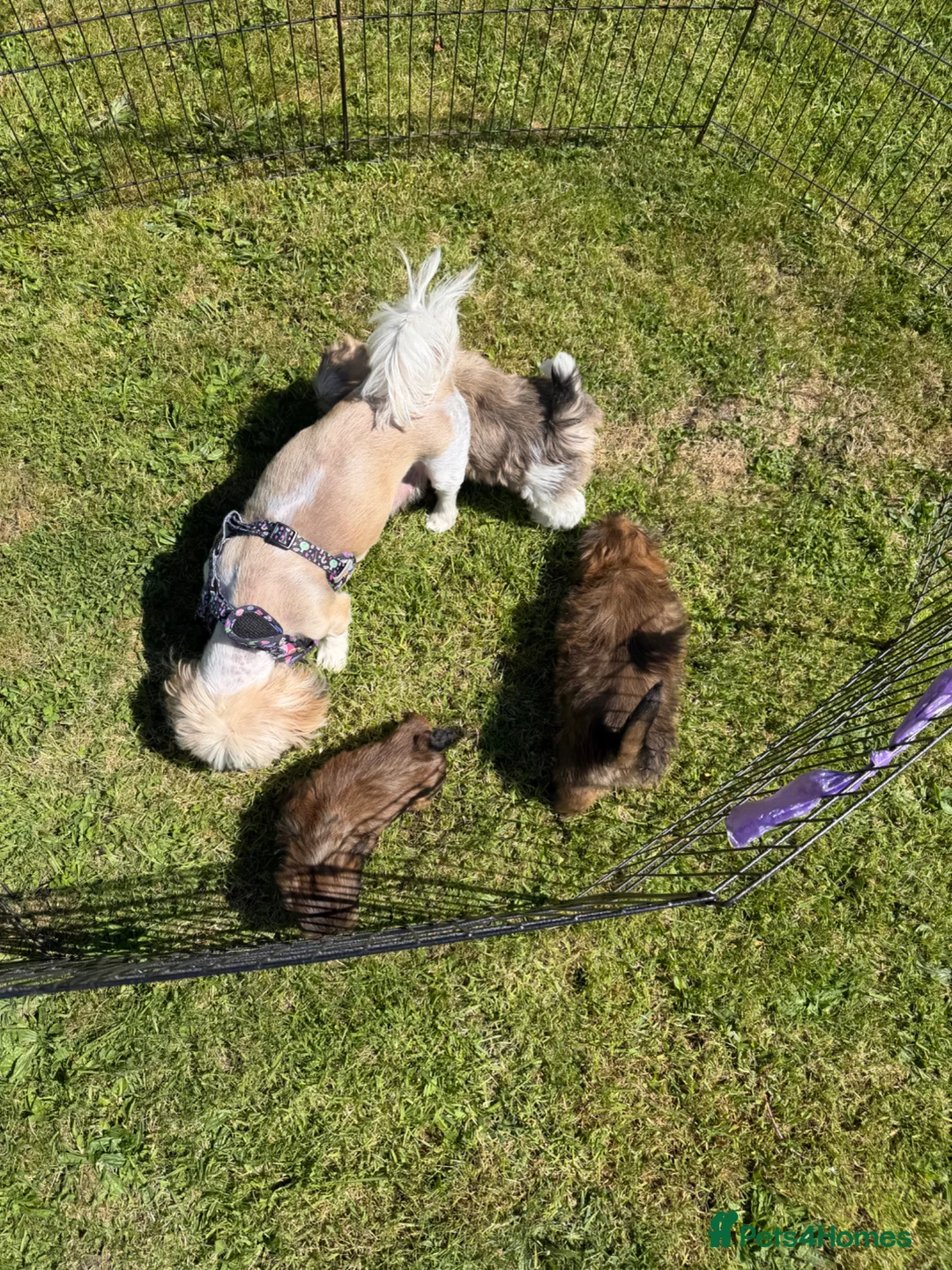Shih Tzu dogs for sale: Puppy’s Shih Tzu  - Advert 1