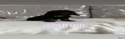 Cockapoo dogs for sale: F1bs cockapoo puppies  - Advert 1