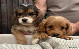 Cockapoo dogs for sale: Cockerpoo puppies  - Image 2