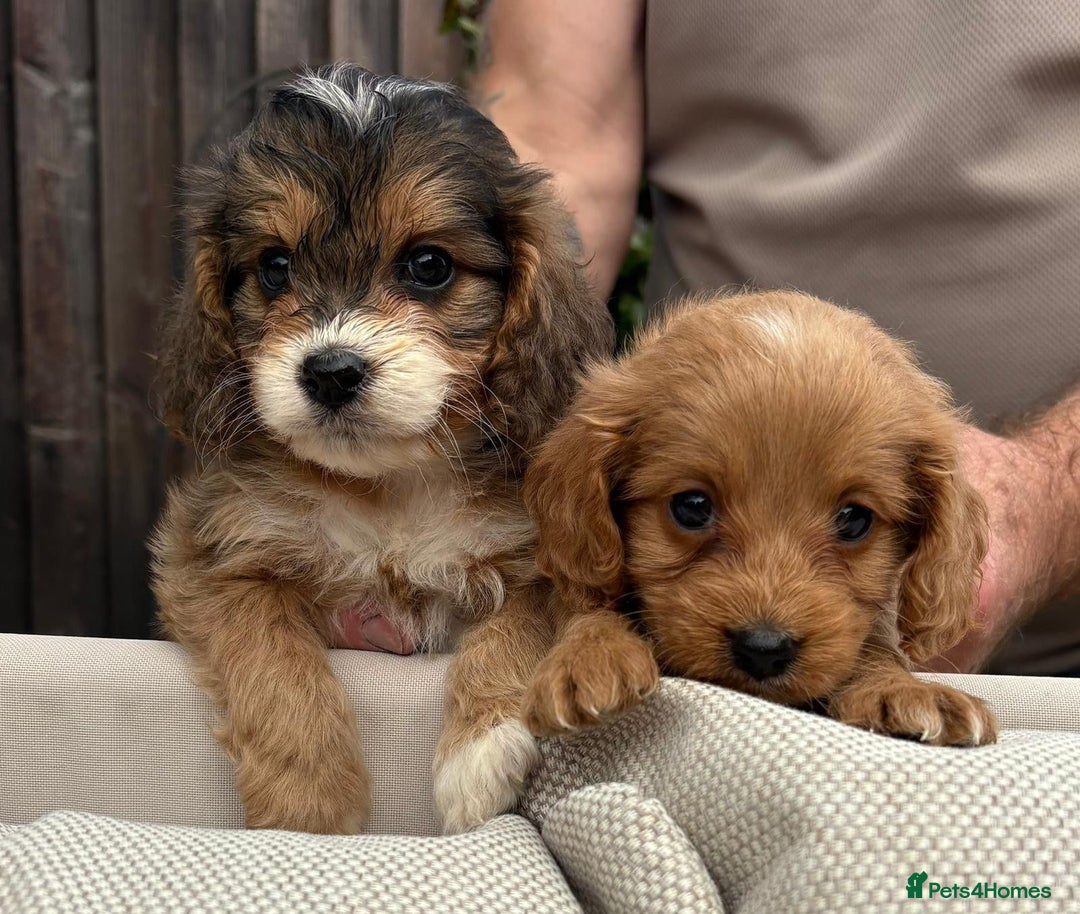 Cockapoo dogs for sale: Cockerpoo puppies  - Image 2