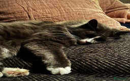 Russian Blue cats for sale: Beautiful Russian Blue 4 Year Old Cat - Image 3