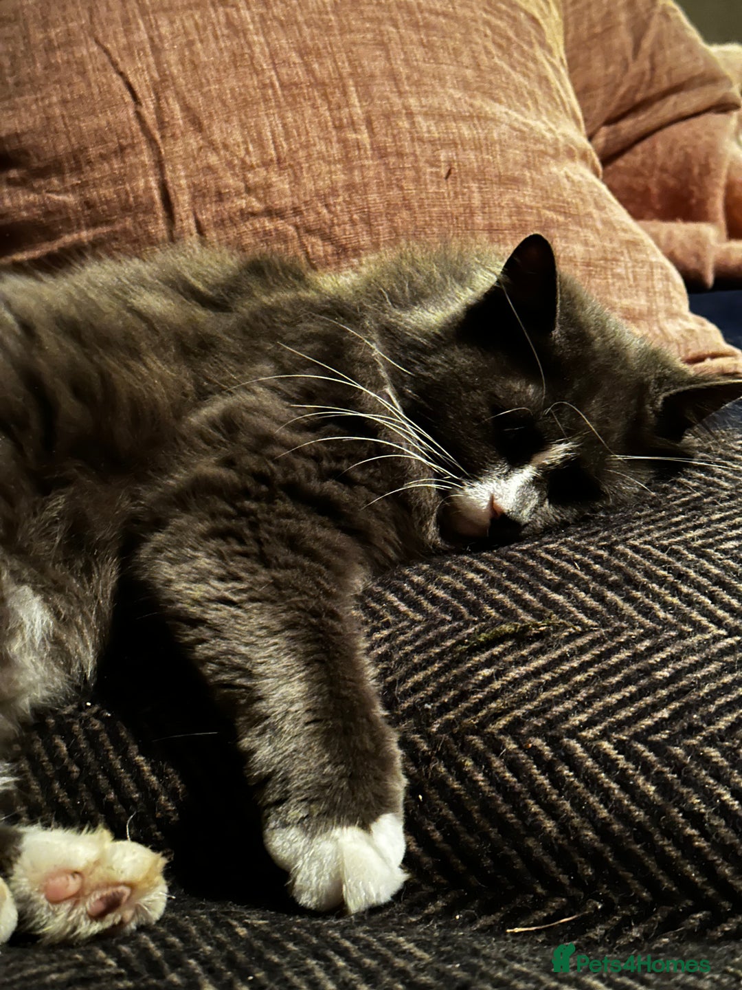 Russian Blue cats for sale: Beautiful Russian Blue 4 Year Old Cat - Image 3