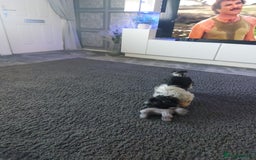 Mixed Breed dogs for sale: Shih-tzu cross chin - Image 2