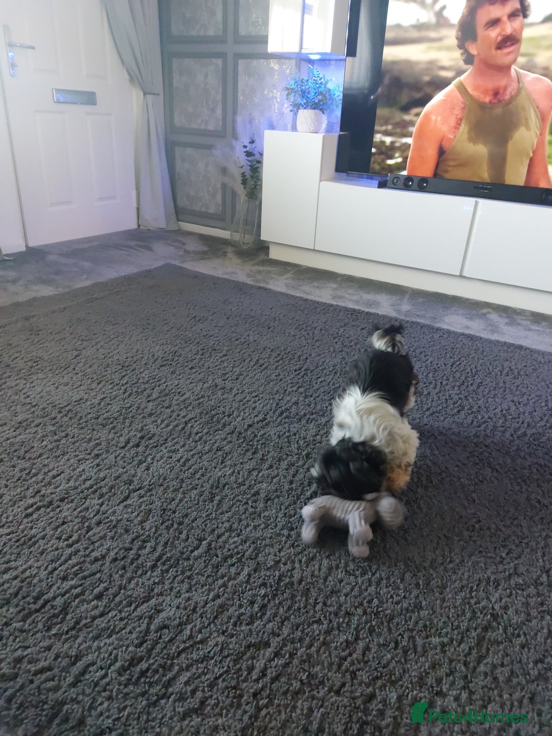 Mixed Breed dogs for sale: Shih-tzu cross chin - Image 2