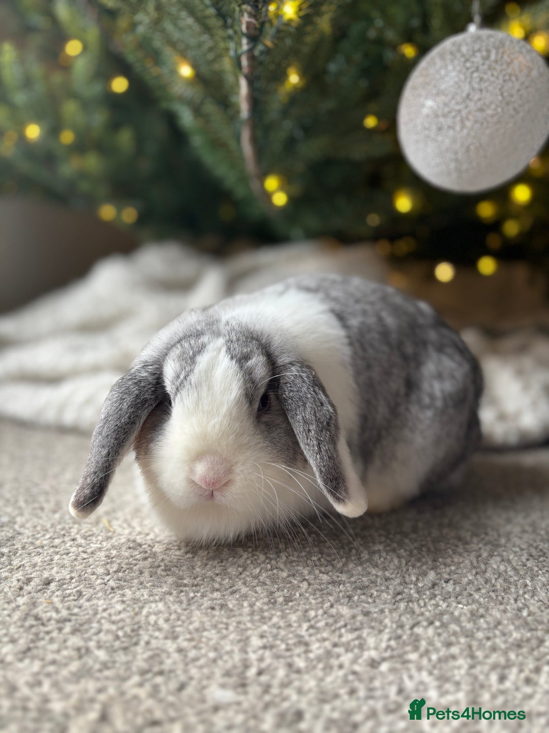 Mini Lop rabbits for sale: ✨ Stunning chinchilla split doe 👀 ✨  - Advert 1