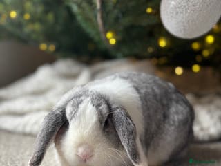 Mini Lop rabbits ✨ Stunning chinchilla split doe 👀 ✨ - Advert 1