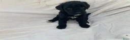 Cockapoo dogs for sale: F2 cockapoo puppies  in Cannock - Advert 9