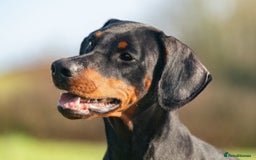 Dobermann dogs for sale: FULLY HEALTH & HEART TESTED KC in Whitland - Image 7