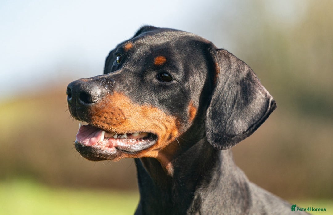 Dobermann dogs for sale: FULLY HEALTH & HEART TESTED KC in Whitland - Image 7
