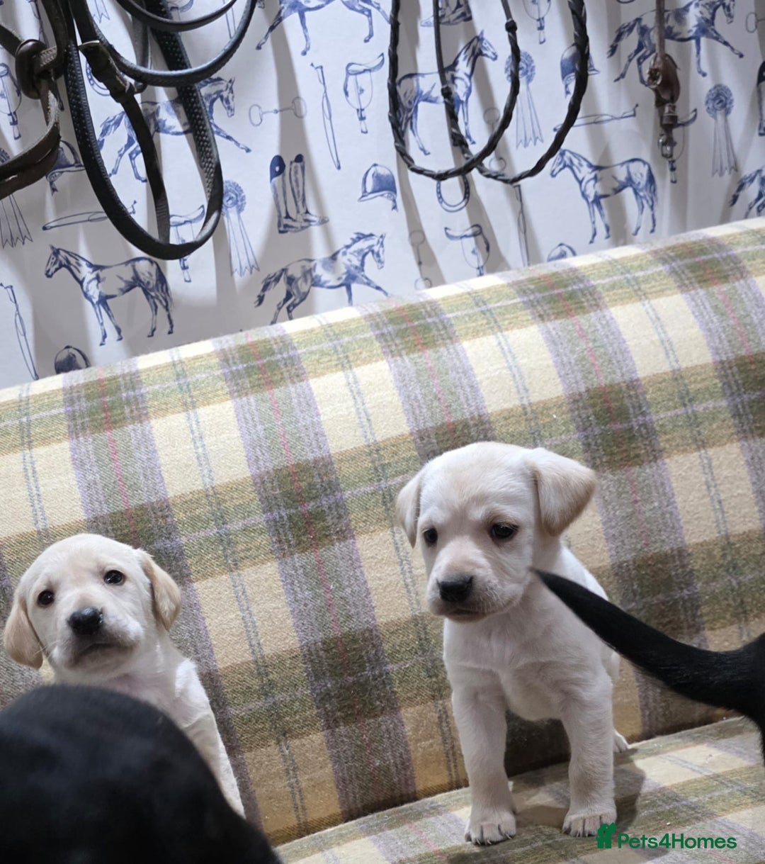 Labrador Retriever dogs for sale: Labrador puppies gold and black boys and girls  - Advert 14