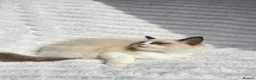 Ragdoll cats for sale: Stunning READY TO LEAVE RAGDOLLS - Advert 6