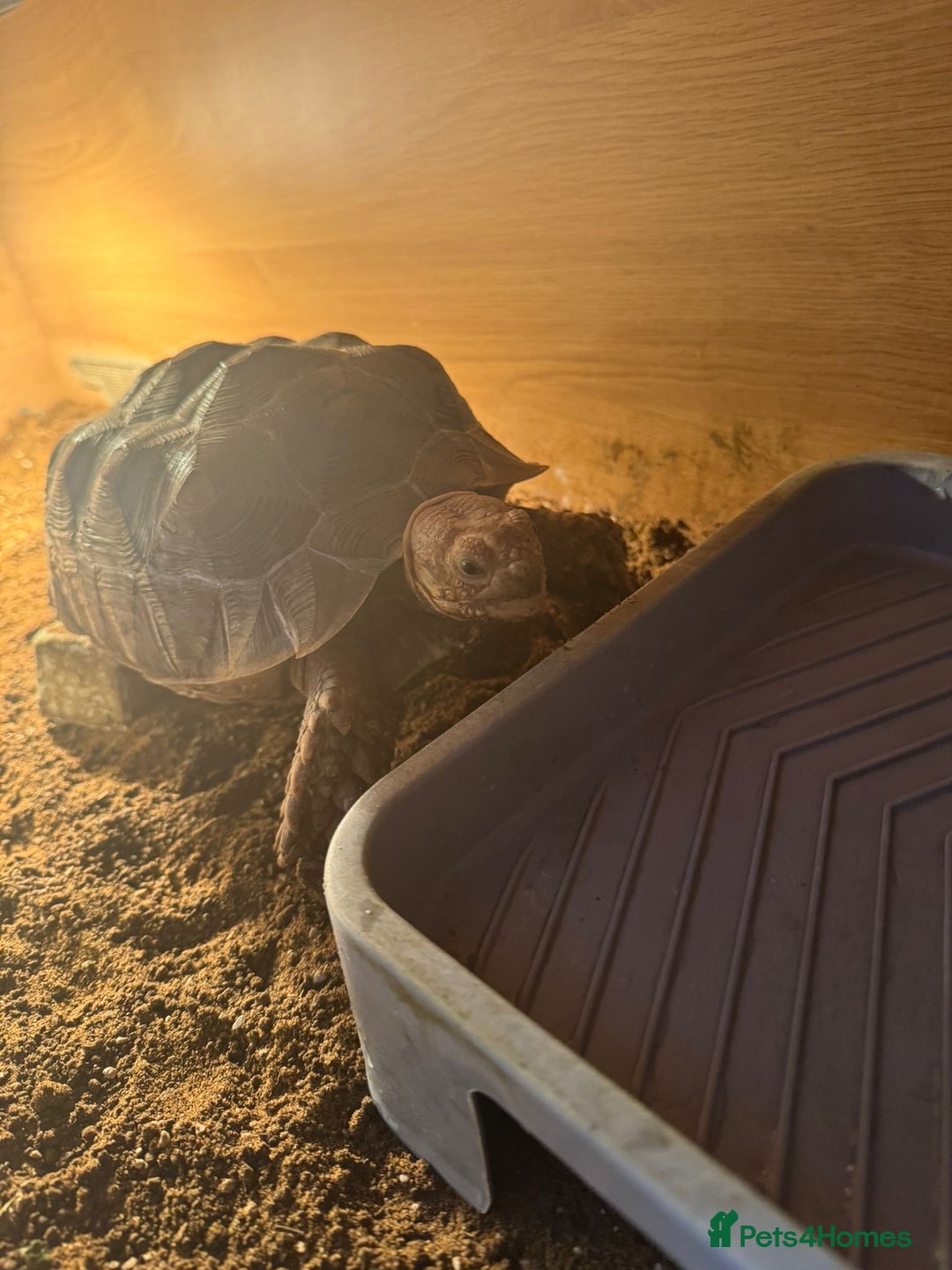 Tortoise reptiles for sale: Sulcata and Red Food Tortoise  - Advert 5