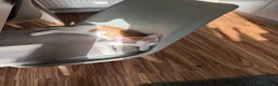 Mixed Breed cats for sale: Beautiful ginger malevaccinated+chipped+fw treated - Advert 11