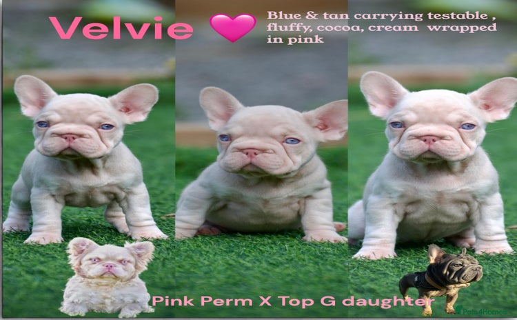 French Bulldog dogs - Advert 5