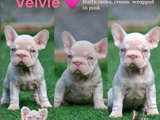 French Bulldog dogs - Advert 24