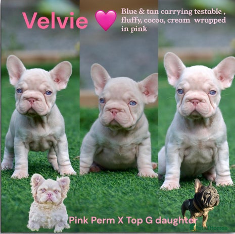 French Bulldog dogs - Advert 3