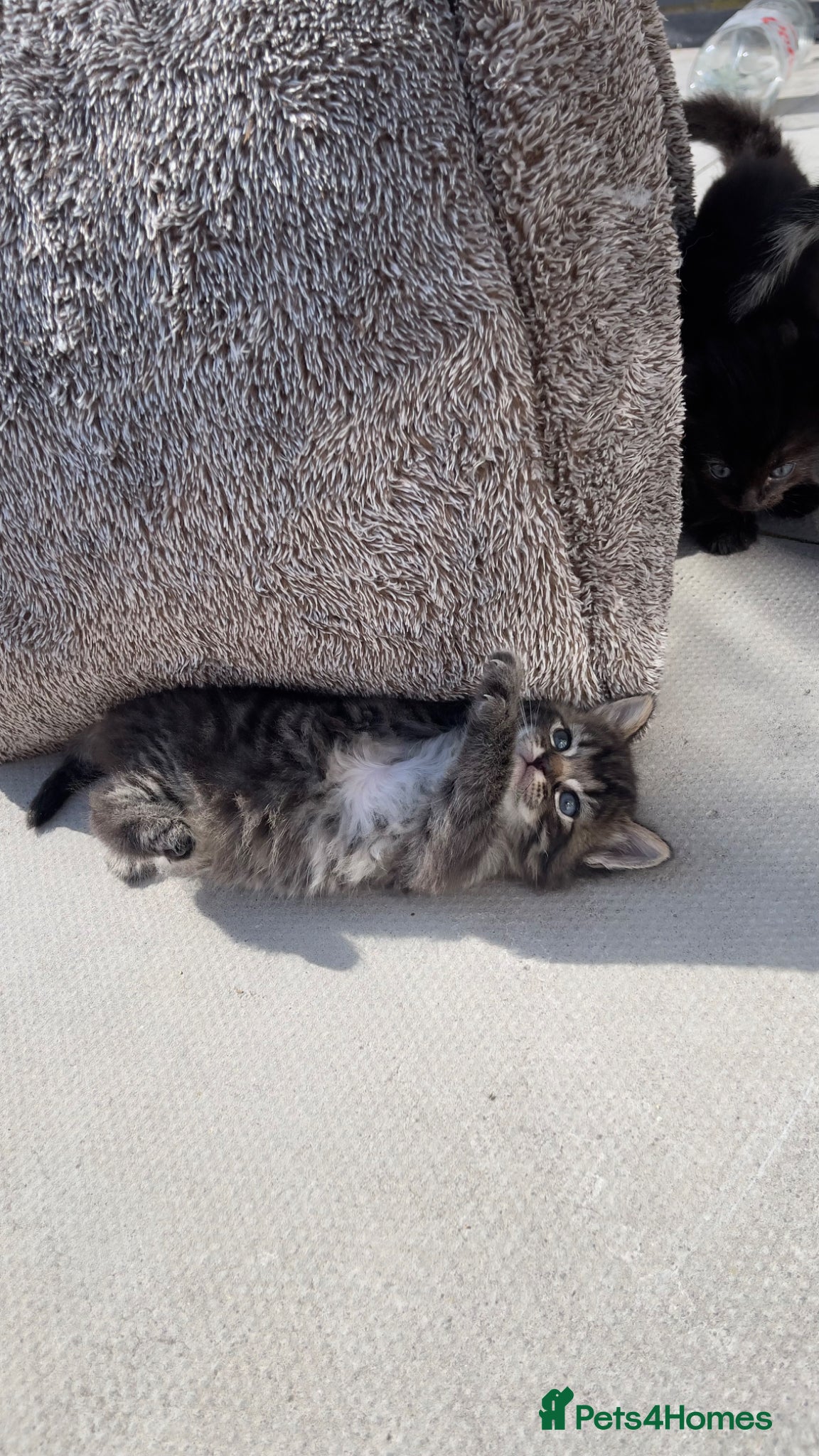 Ragdoll cats for sale: Two Lovely Kittens (3 Months) Half Ragdoll/Tabby in Birmingham - Advert 5