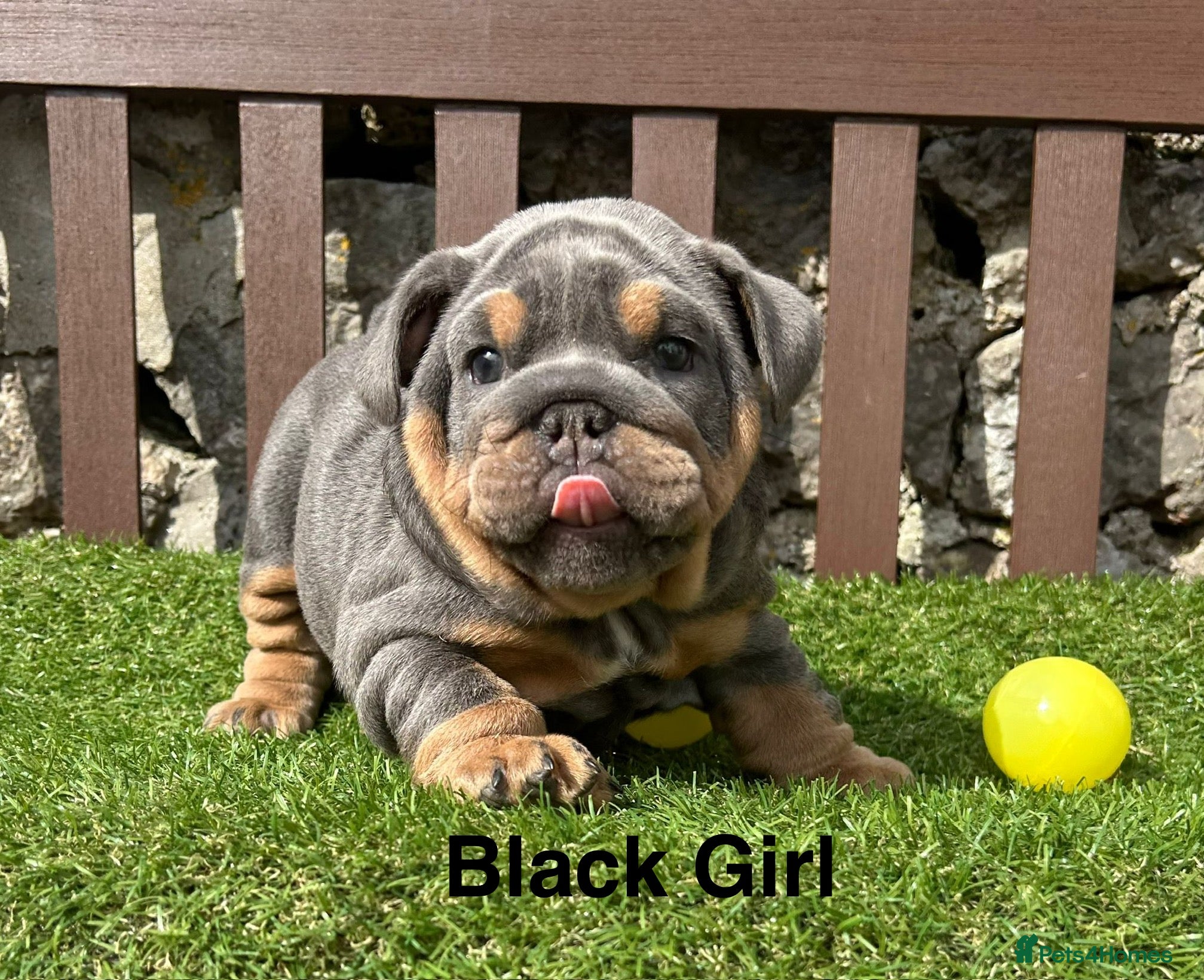 English Bulldog dogs Ready Tomorrow! KC reg English bulldog puppies  - Advert 6