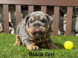 English Bulldog dogs Ready Tomorrow! KC reg English bulldog puppies - Advert 5