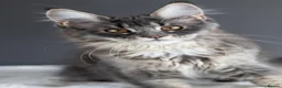 Maine Coon cats for sale: Tica registered Mainecoon females, ready to go. - Advert 3